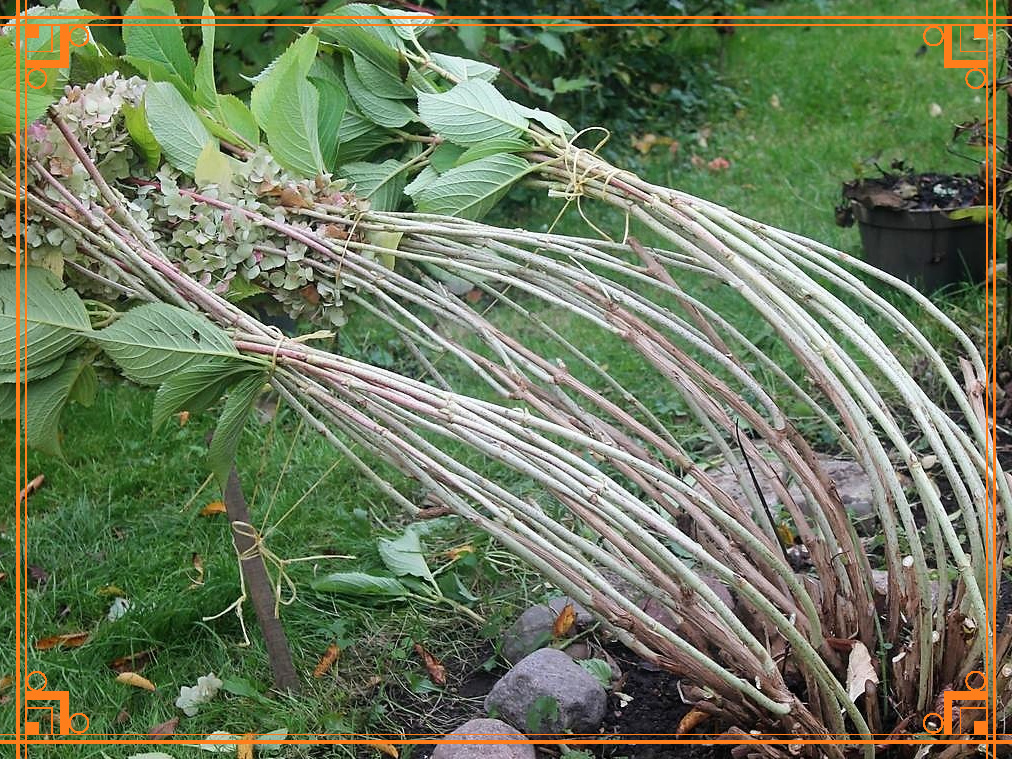 Фото из интернета. Что делать в цветнике в ноябре