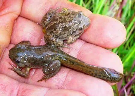 Сверху - чесночница, снизу - её головастик