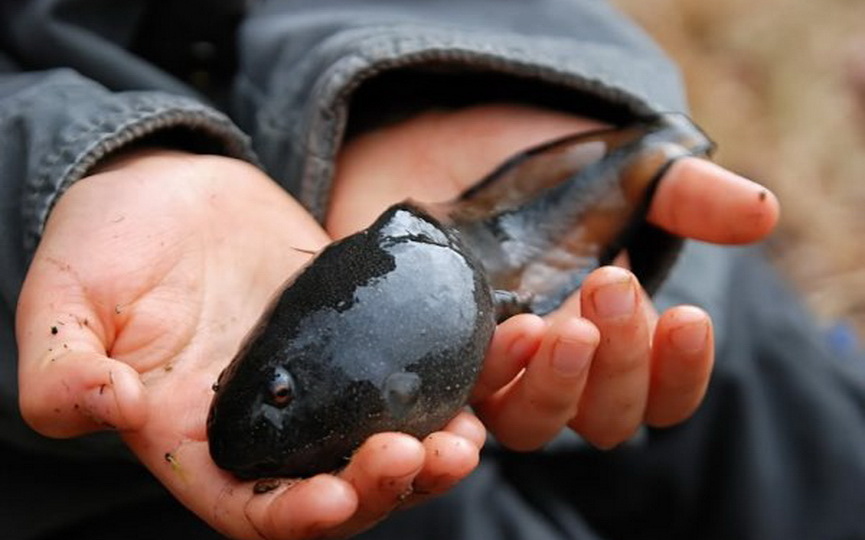 Головастики (личинки земноводных)