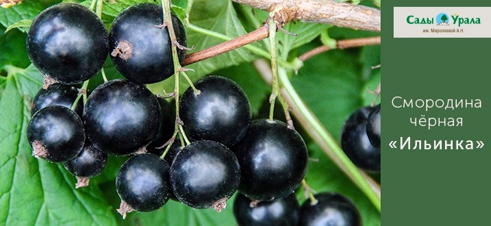 Создать карусель