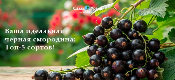 Создать карусель