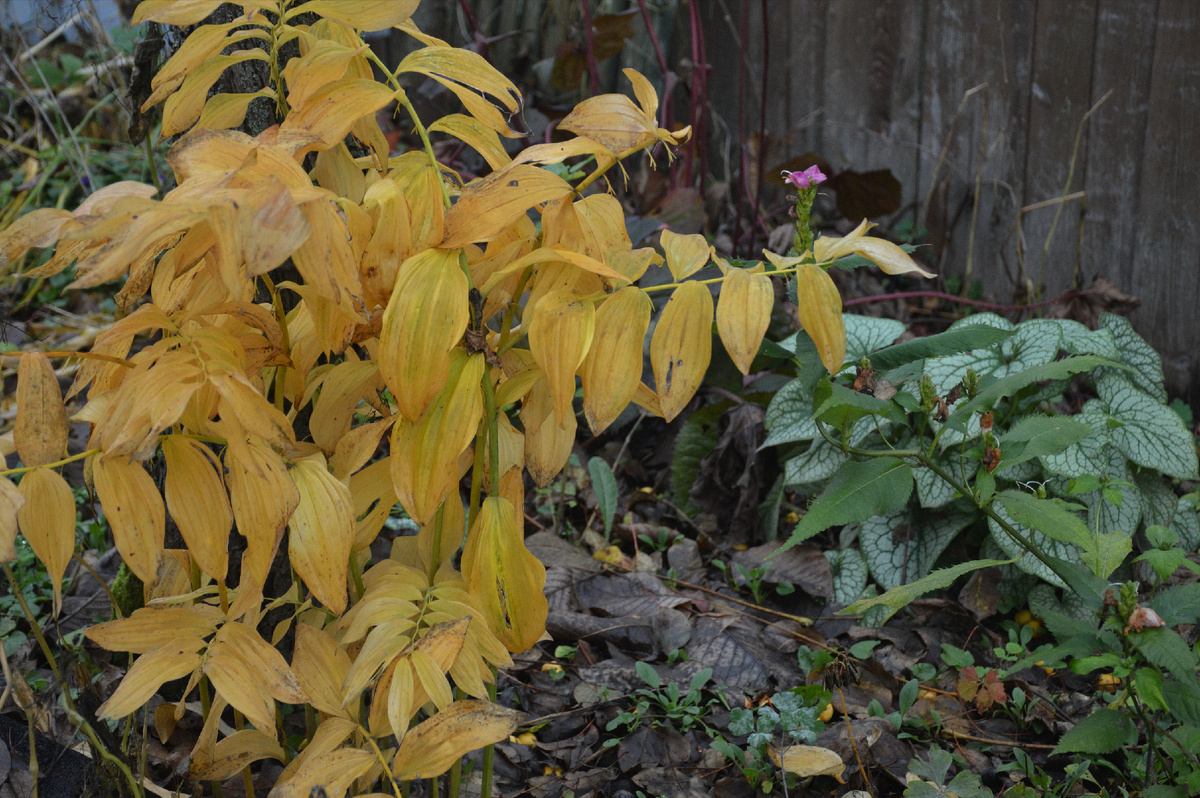 Купена, бруннера и цветочек физостегии. Все фотографии в статье мои. Растения - тоже