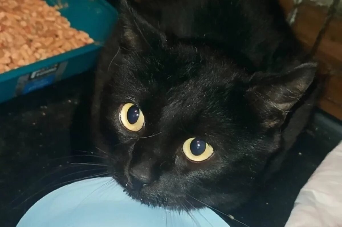    Кота, закрытого в тульской квартире, спасли