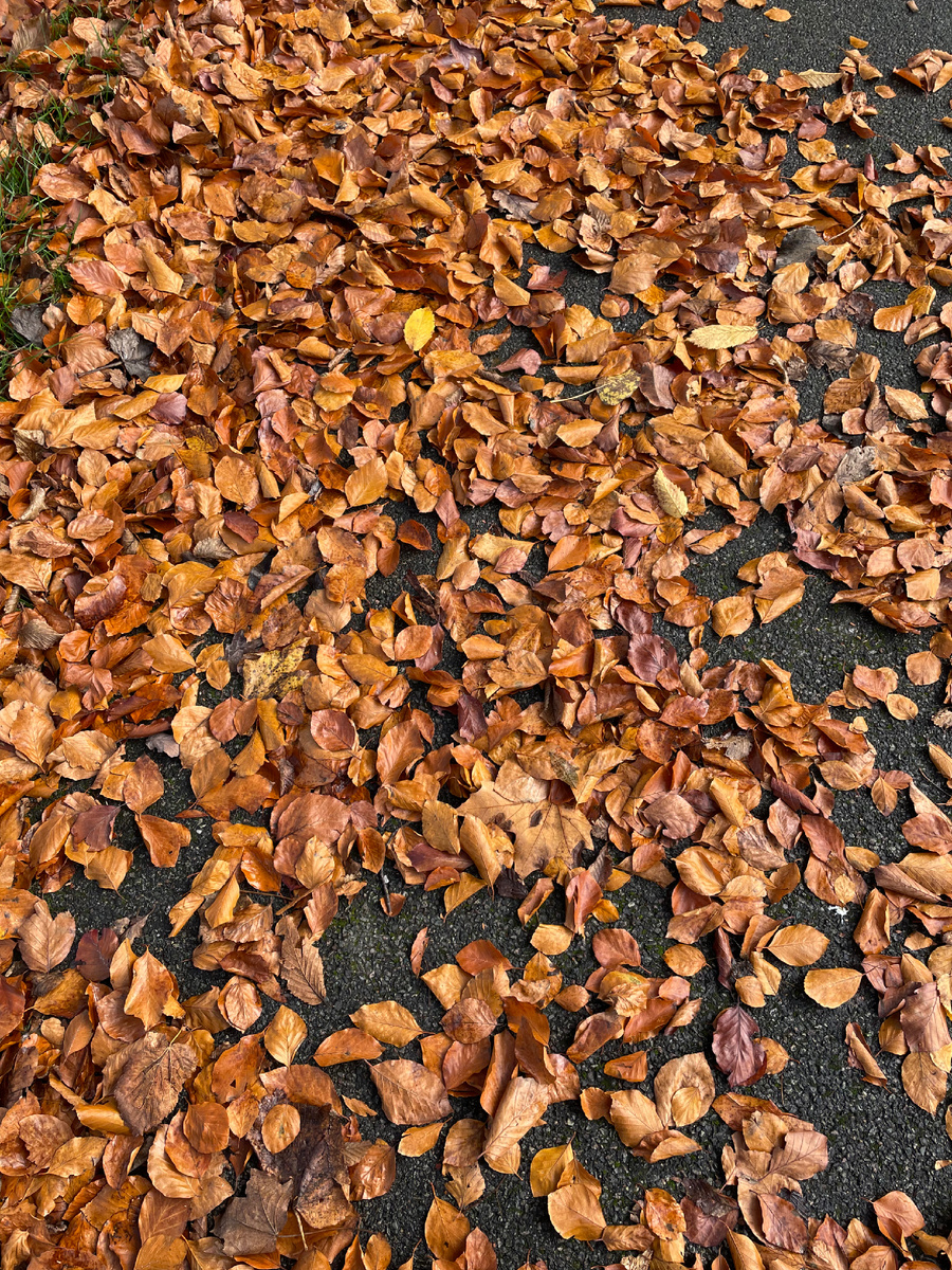 🍂 Фото автора