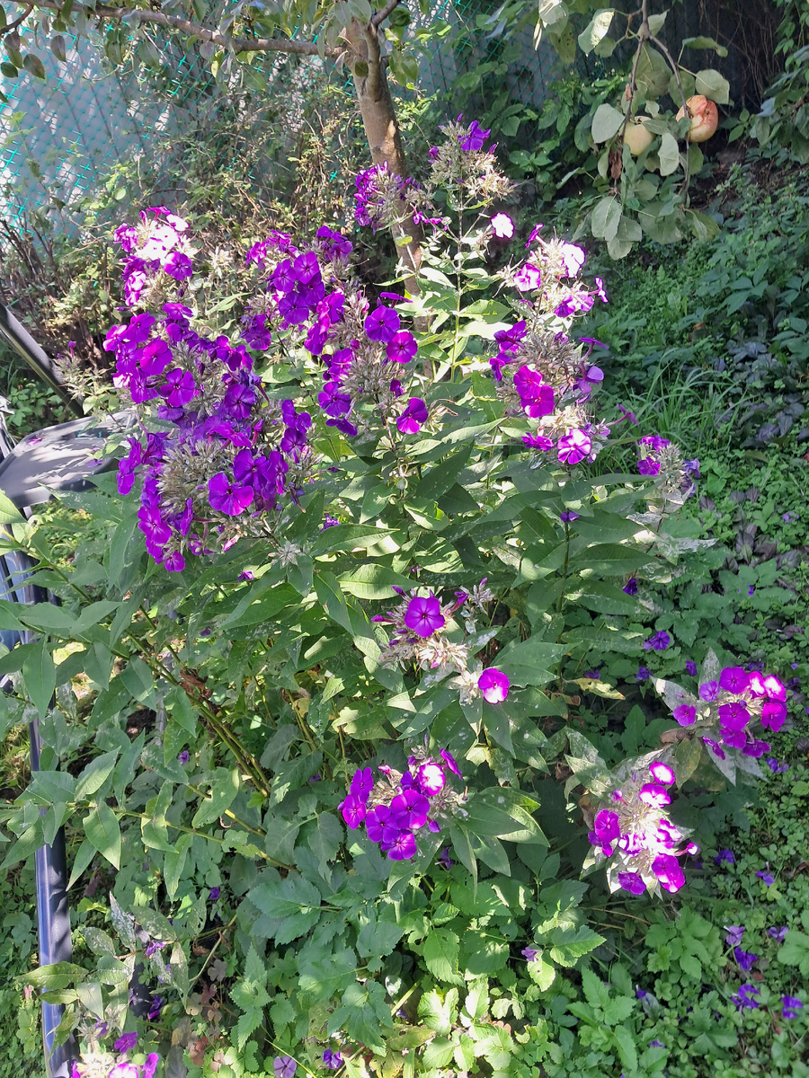 Флоксы в саду сестры в Калуге