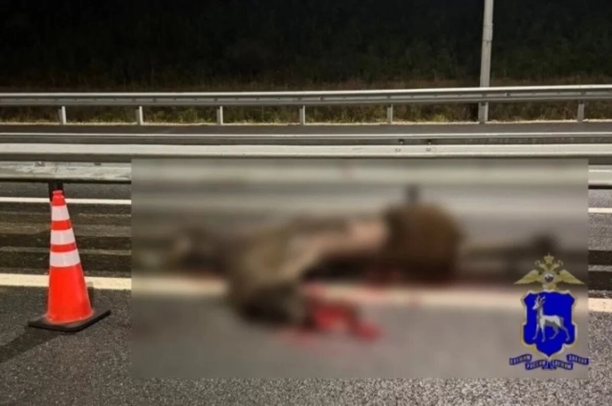    Лесной гигант стал жертвой ДТП на платной трассе в Самарской области