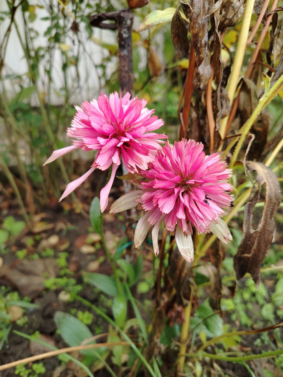 Это она вотпрямщас. Стойко доцветает в кущерях и под дождём.