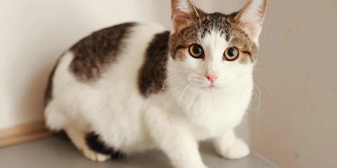 Мифы про кошек из приюта