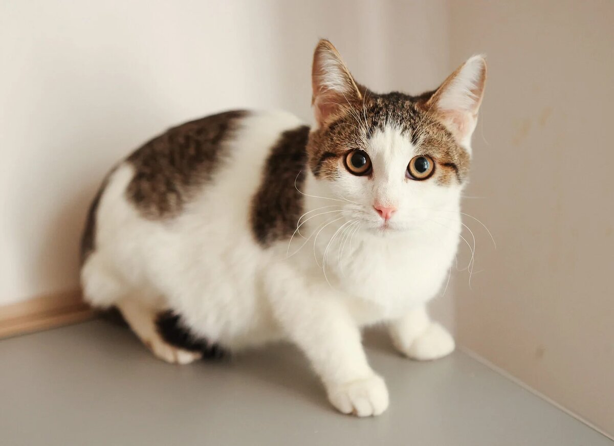 Очаровательная Эльза будет ждать вас на фестивале «Тыквы и Коты»