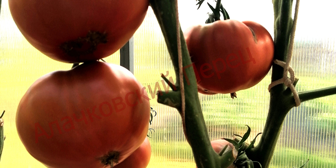 Мои лучшие сорта томатов. У + Х.