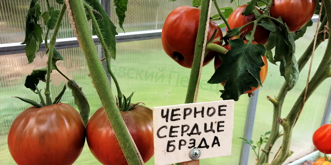 Мои лучшие сорта томатов. Ц + Ч.