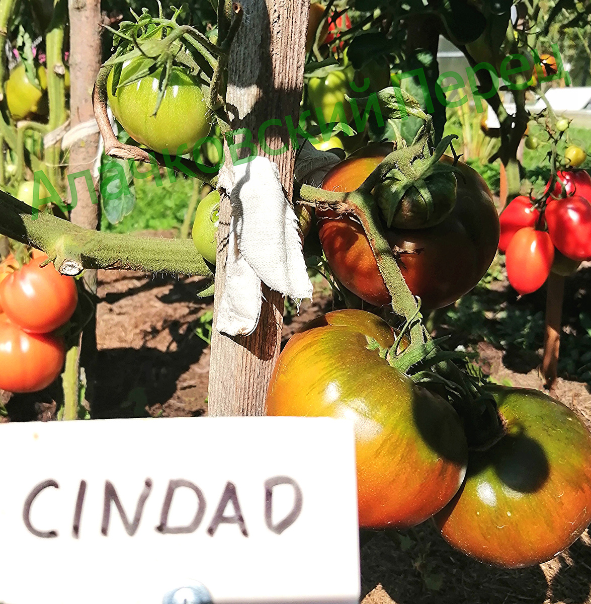 Циндао (Cindao)