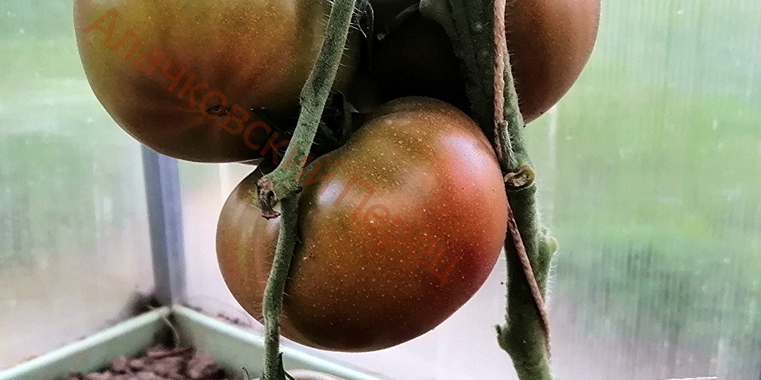 Мои лучшие сорта томатов. Ч + Ш.