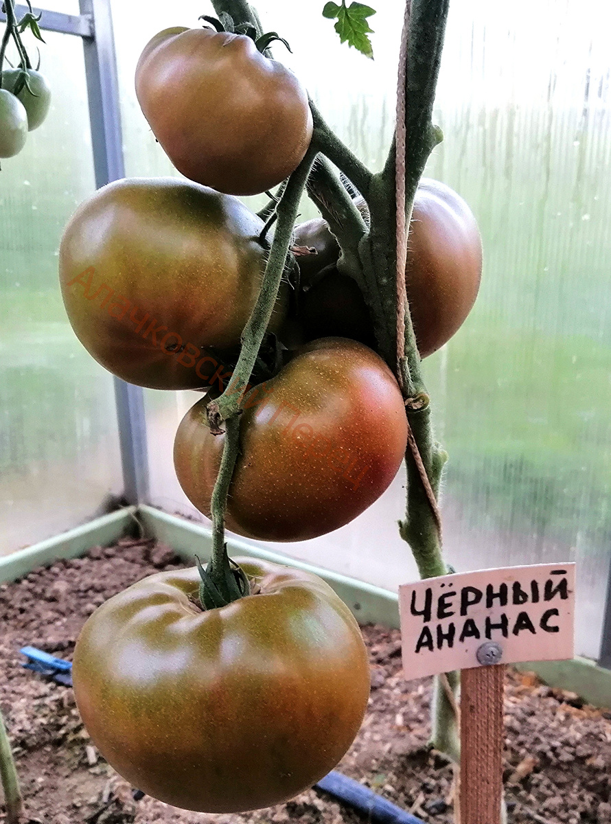 Чёрный ананас