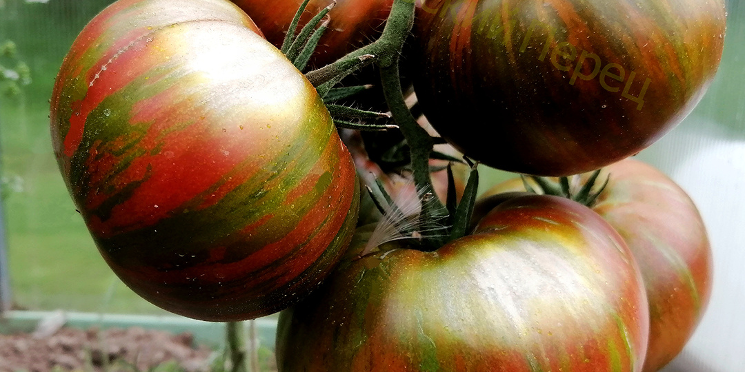 Мои лучшие сорта томатов. Ш + Ю + Я.