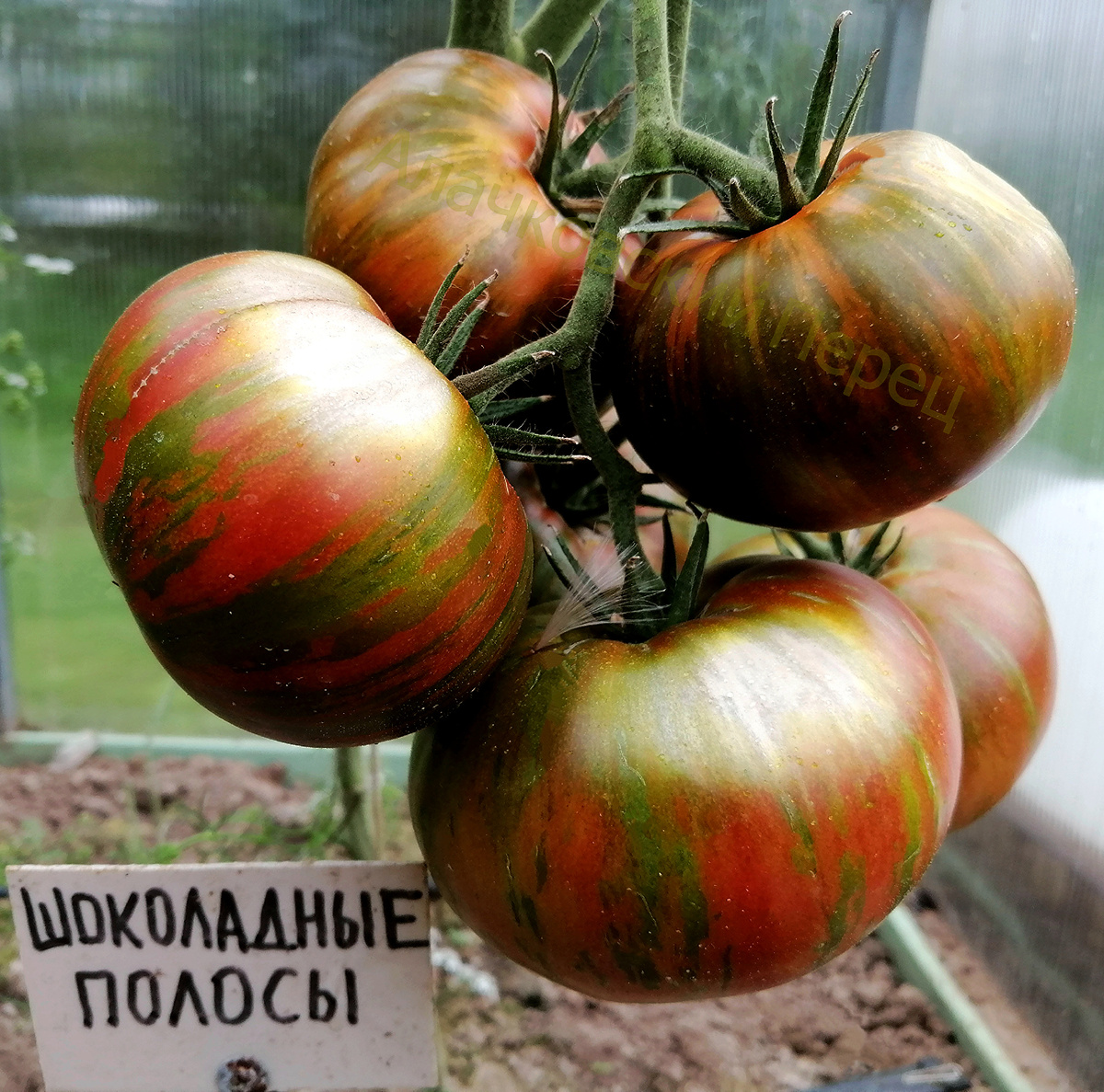 Шоколадные полосы