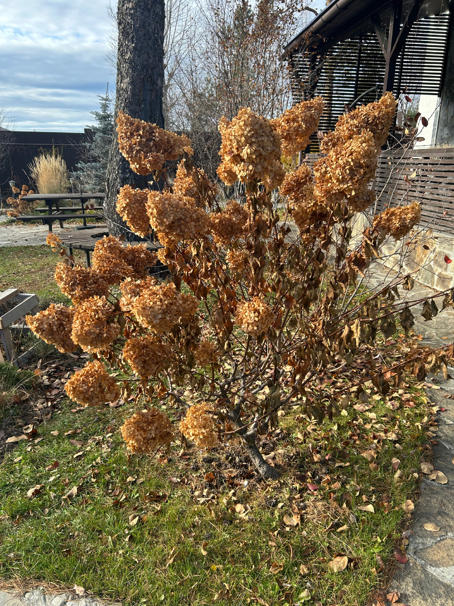 «Ванилла Фрейз» (Vanilla Fraise)  до обрезки