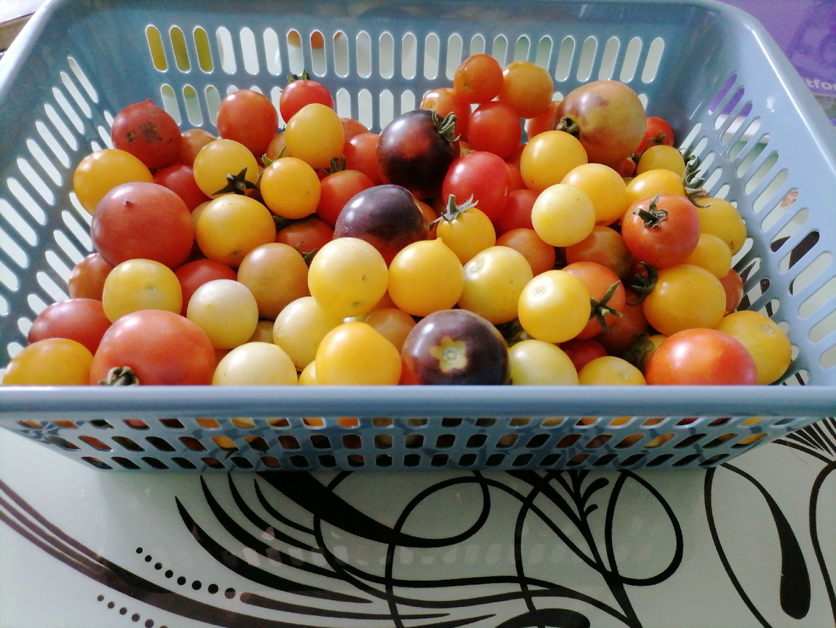 Урожай с мини-томатов, фото автора