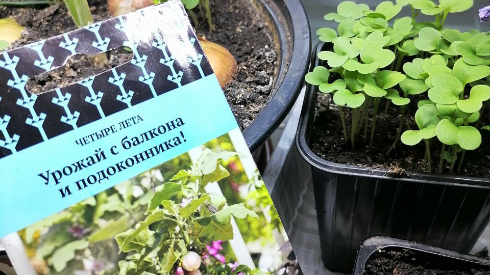 Выращивание на подоконнике. Что можно посадить осенью и зимой, а потом съесть?