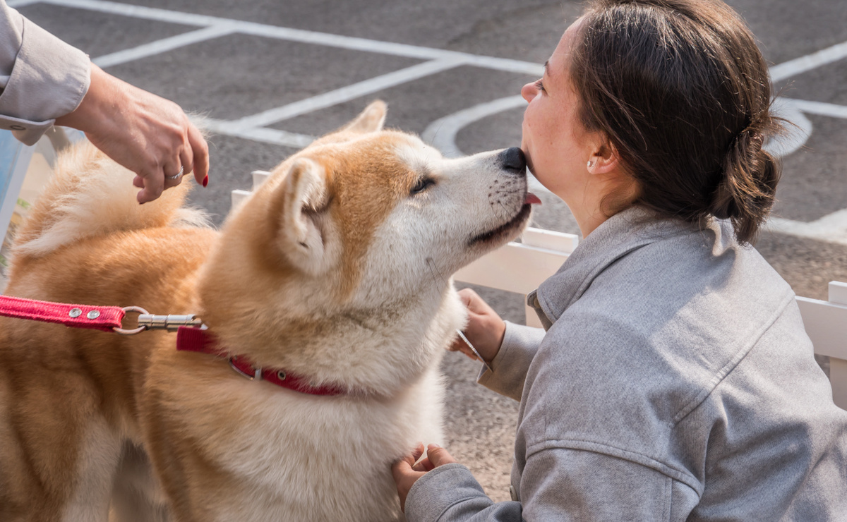 Участники Dog Festival 2025 в Ташкенте. Фото Андрея Кудряшова/«Фергана»