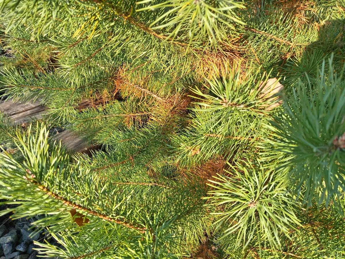 Буйство зелени. Фото автора.