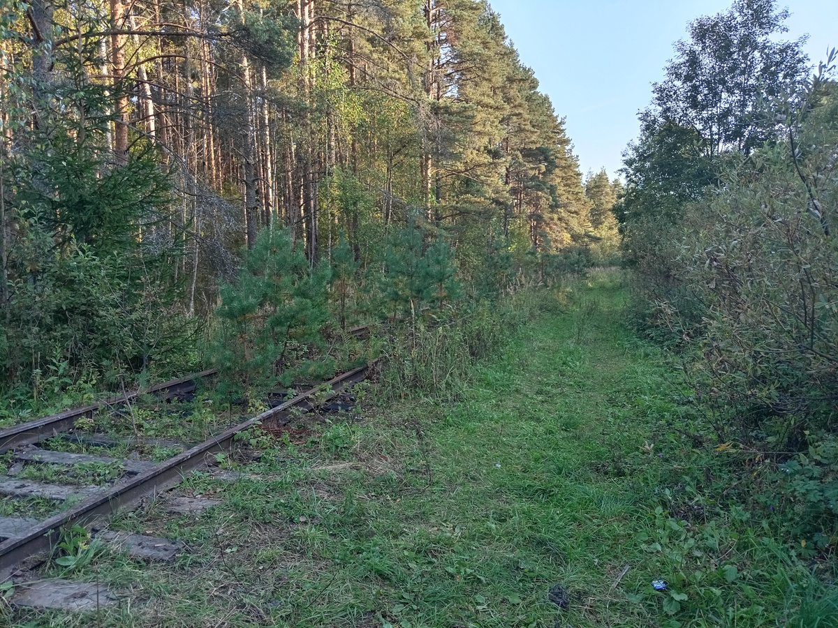 Молодая поросль. Фото автора.