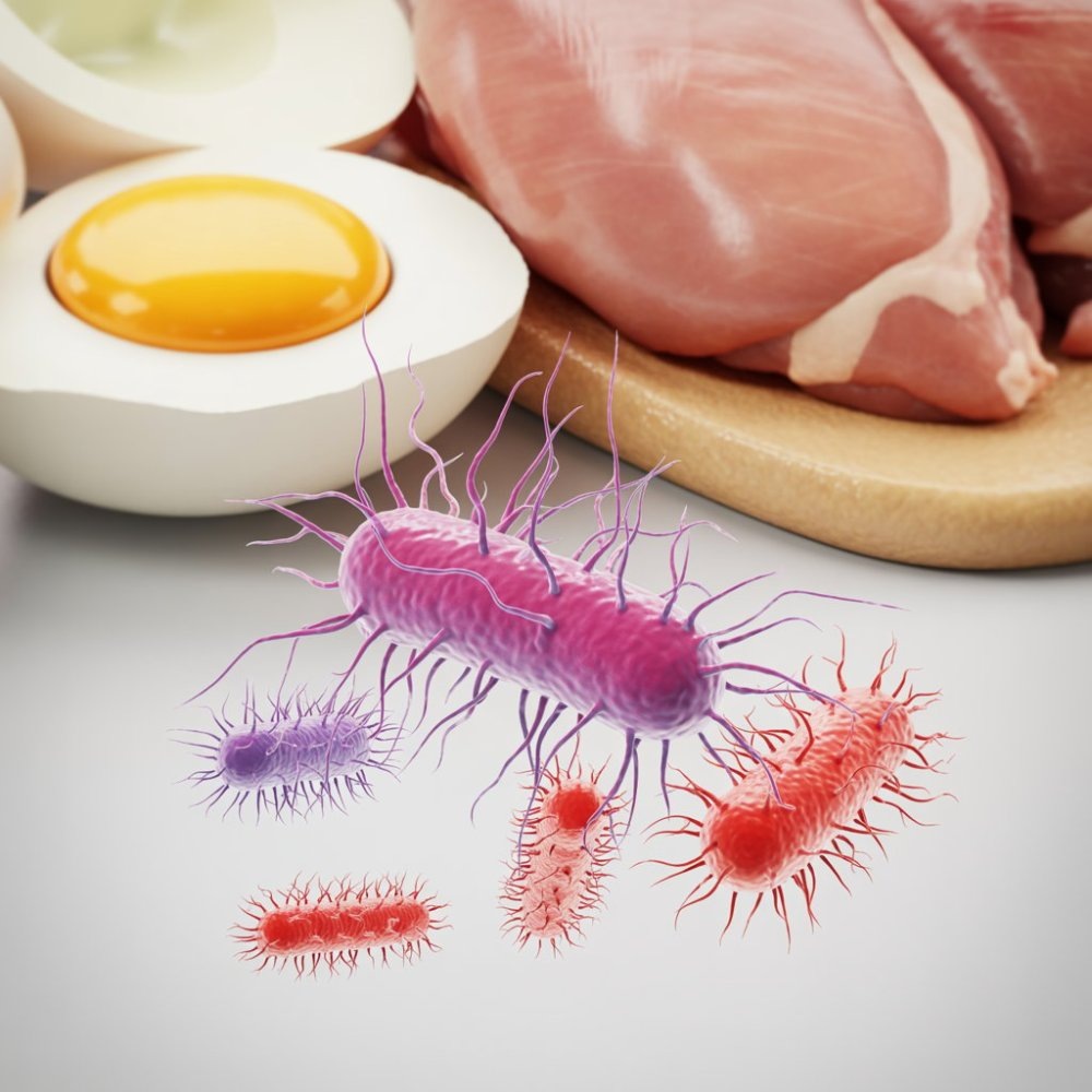    Когда курица становится опасной