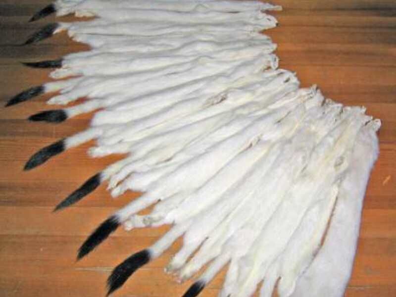 шкурки горностая