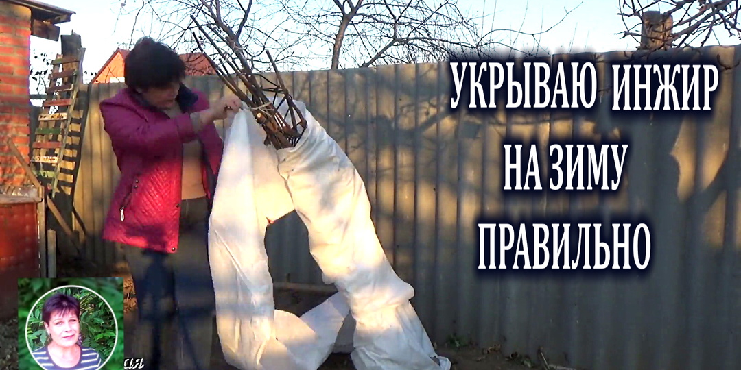 Как правильно укрыть инжир на зиму: шаг за шагом