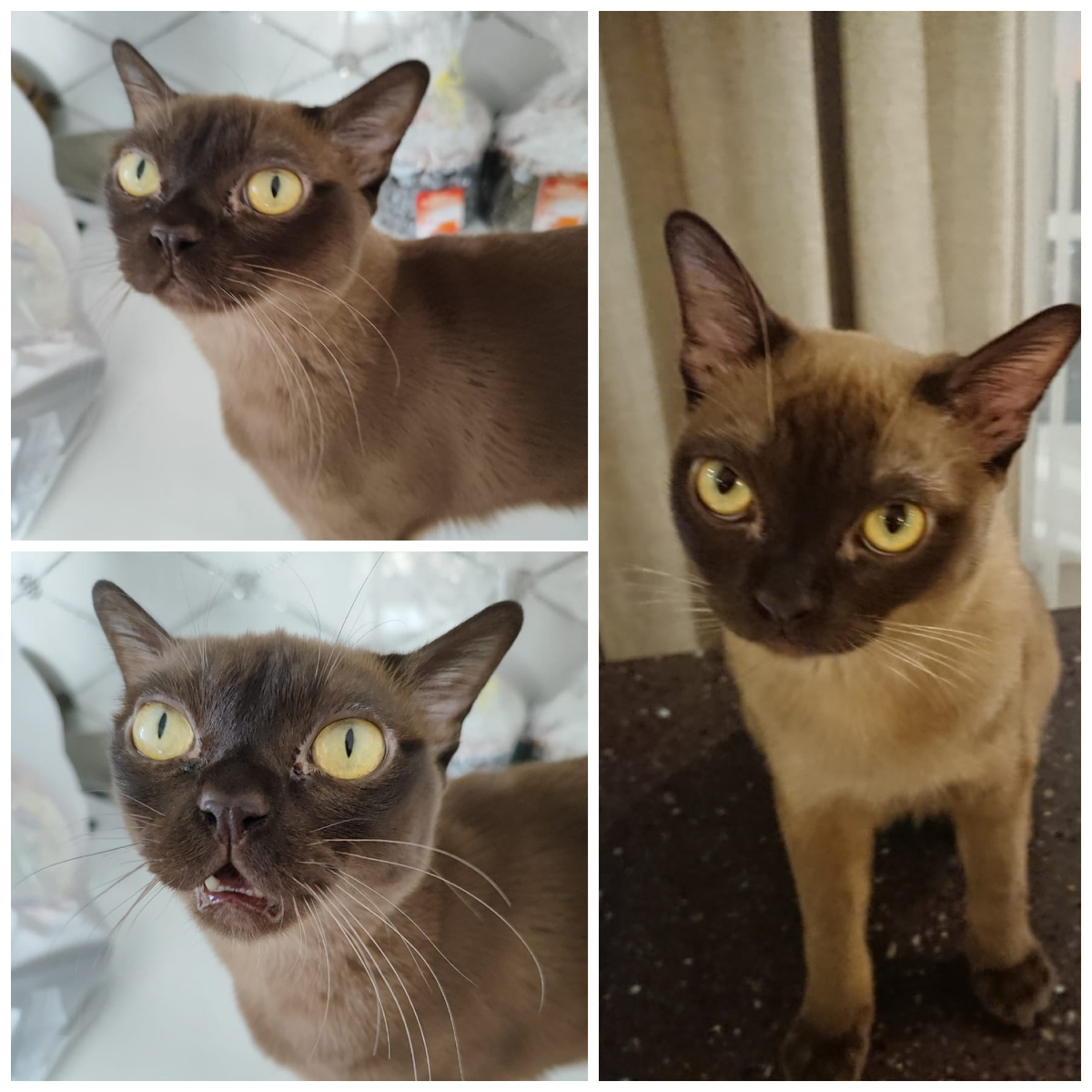 Котик Дуайт, домашний котик, возникли поведенческие проблемы (дома).