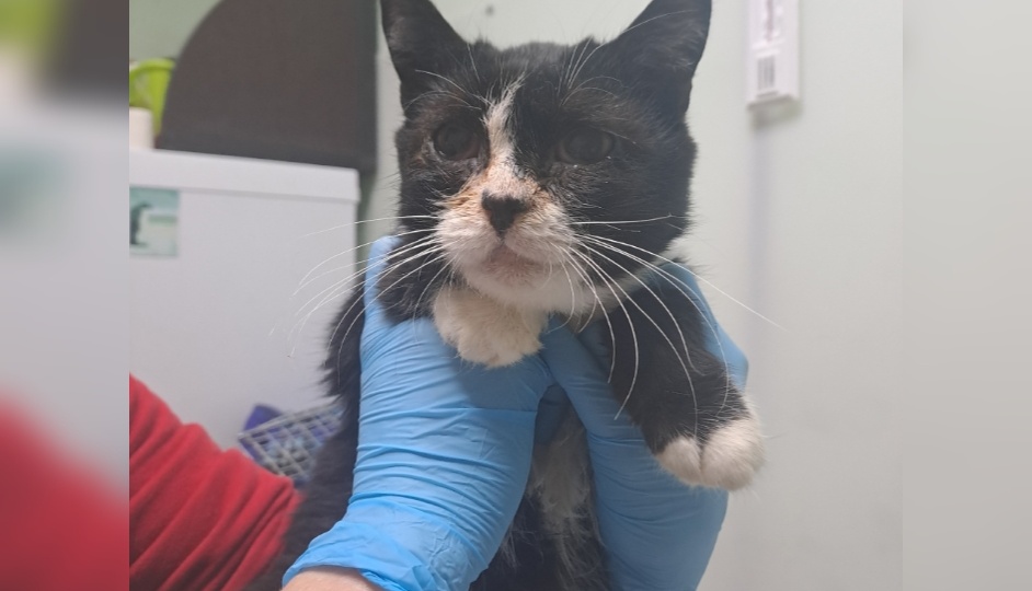 Очередное пополнение новичков: поймали на улице, приехали с передержки и из приюта «Кошкин дом», а также домашний котик