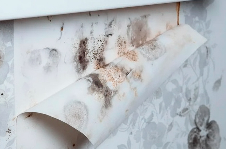 Плесень под обоями