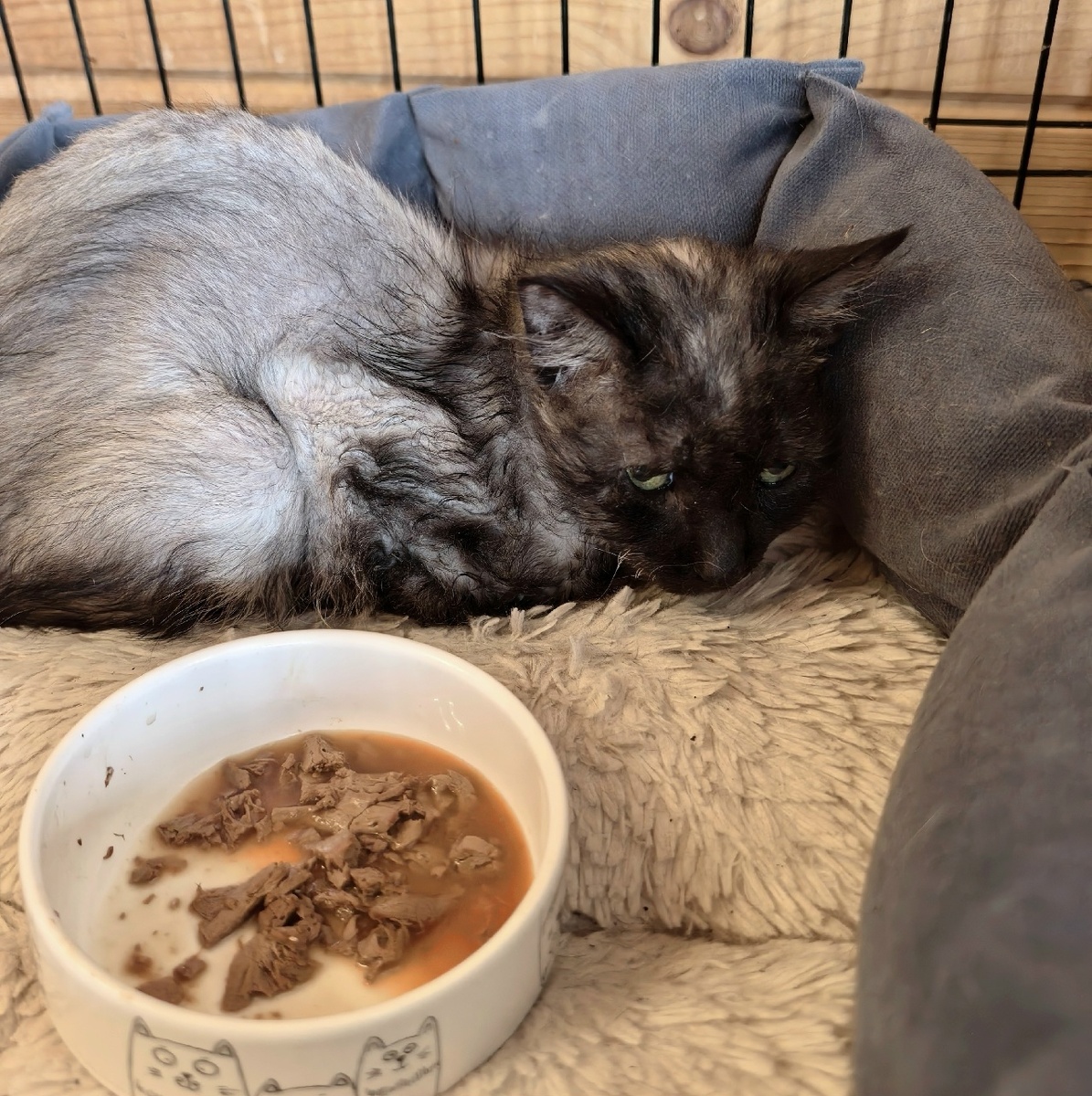 Вот лежит, не ест, не спит