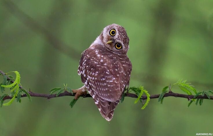 Представляете, совы могут вот так! Их шея — настоящее чудо природы.