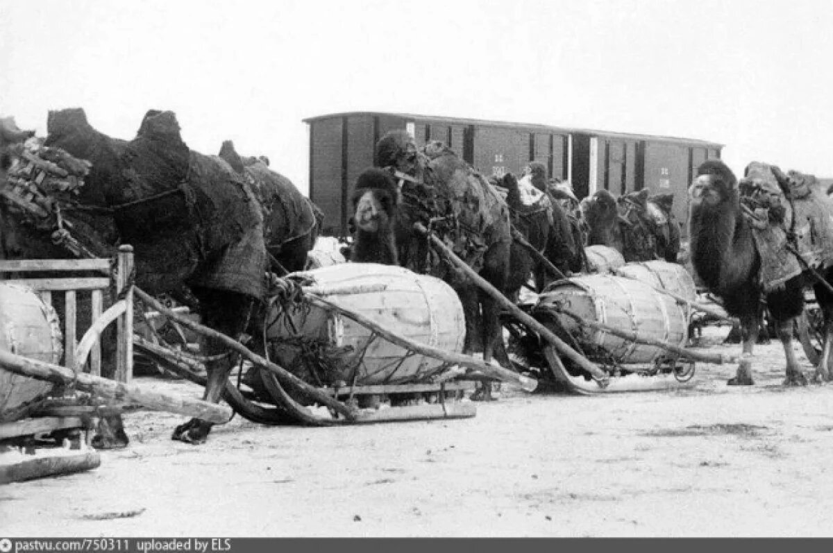    Опубликованы фото верблюдов, которые раньше доставляли товары в Курган