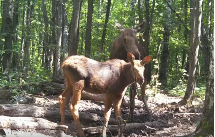    Скриншот видео Жигулевского заповедника