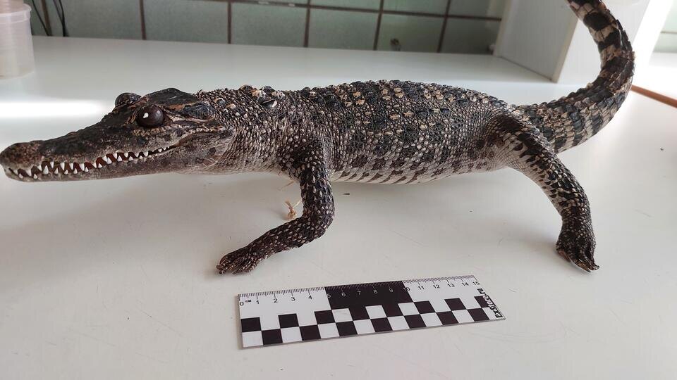     У прибывшей из Вьетнама россиянки нашли чучело крокодила в сумке t.me/ФТС России │ProТаможню