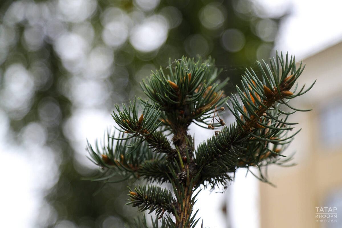 Фото: © Салават Камалетдинов / «Татар-информ»