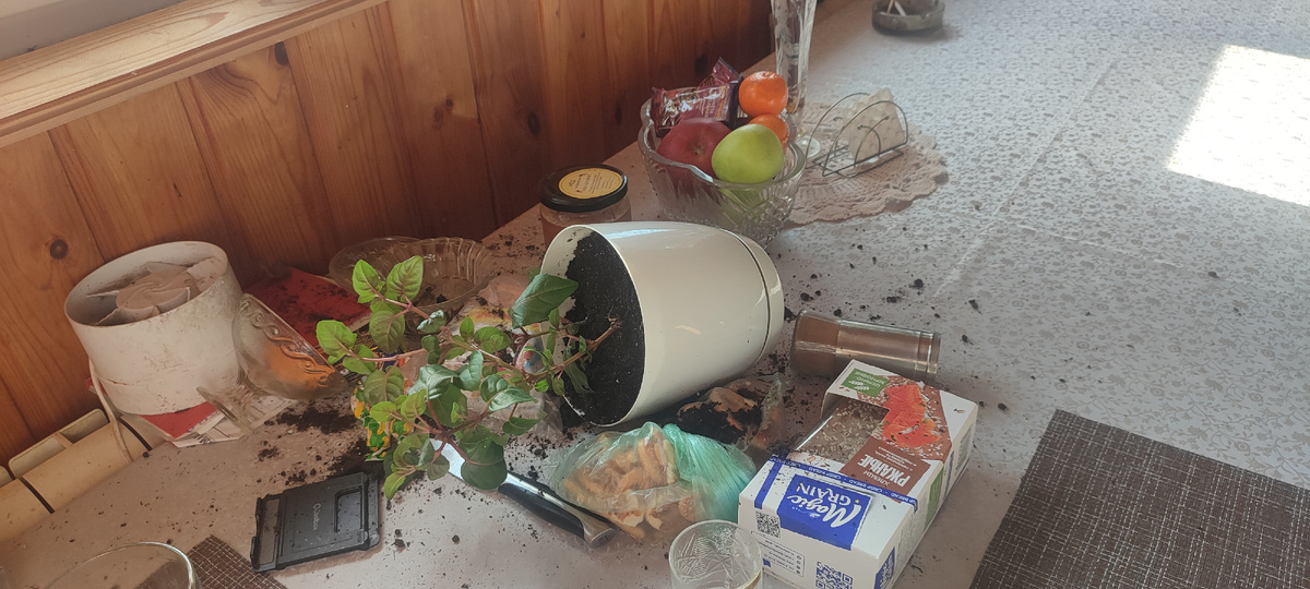 Это небольшой фрагмент того, что котята успели натворить... 