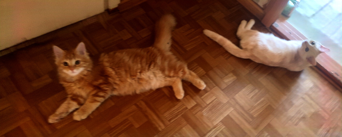 Да и судя по виду котят, они не особо чувствуют за собой вину.... 