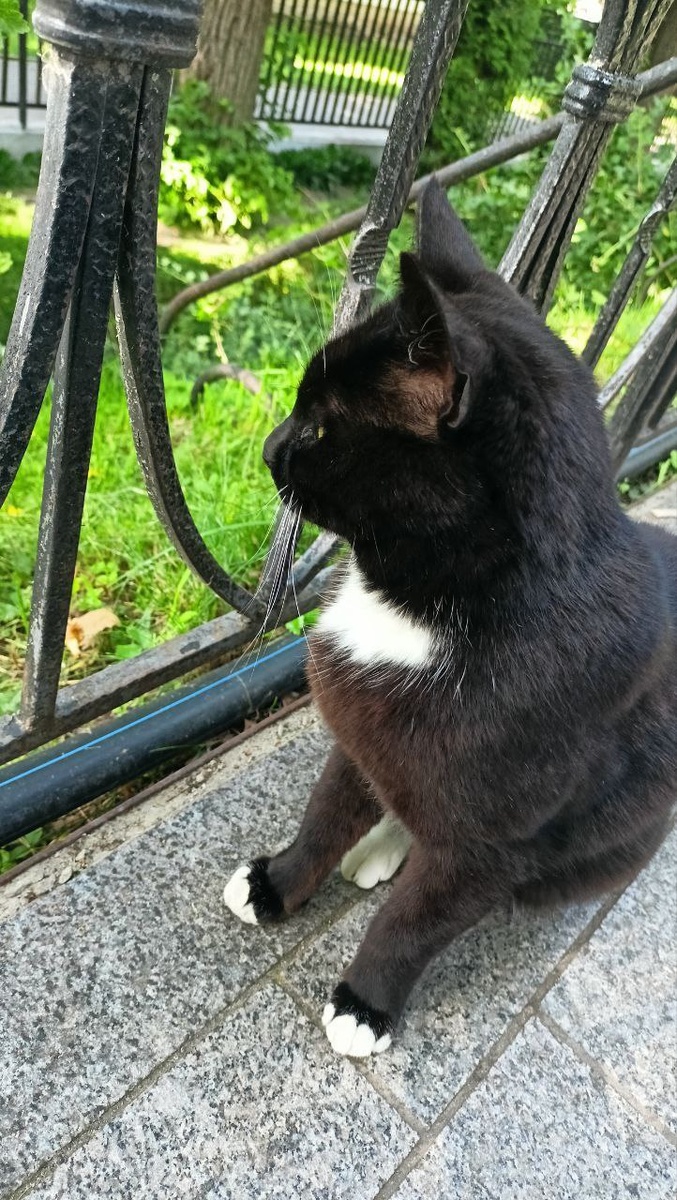 Пушистый ангел-хранитель Канавки (листайте галерею)