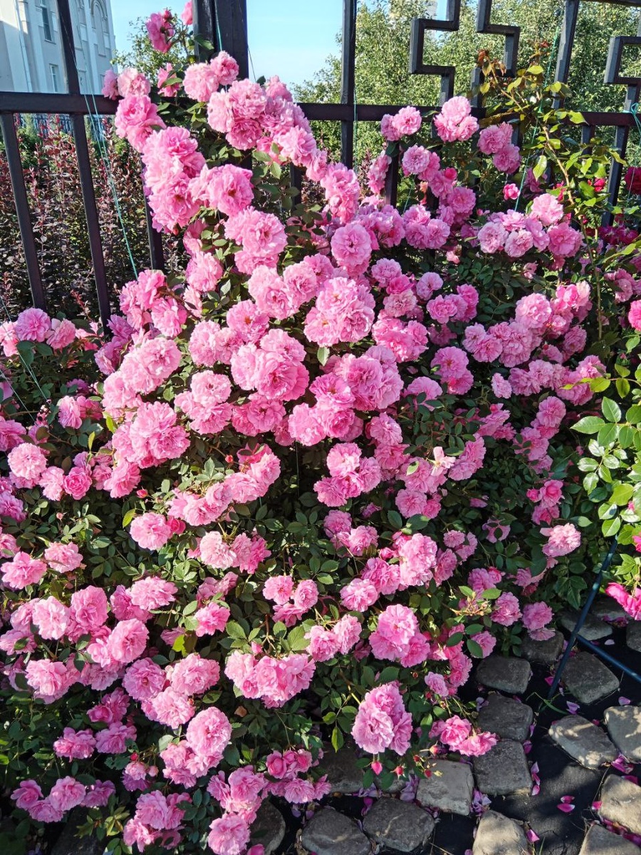 Розы за Святой Канавкой