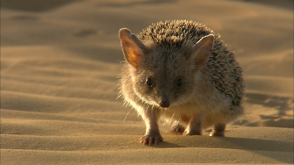 Эти уши — не просто для слуха, а природный кондиционер, спасающий от перегрева.
