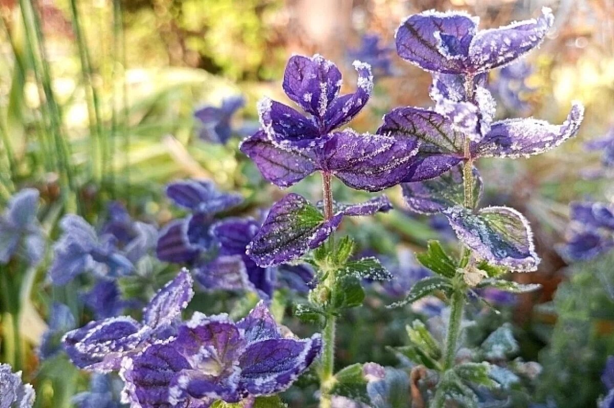    Метеорологи объяснили, почему в Коми задерживается приход зимы