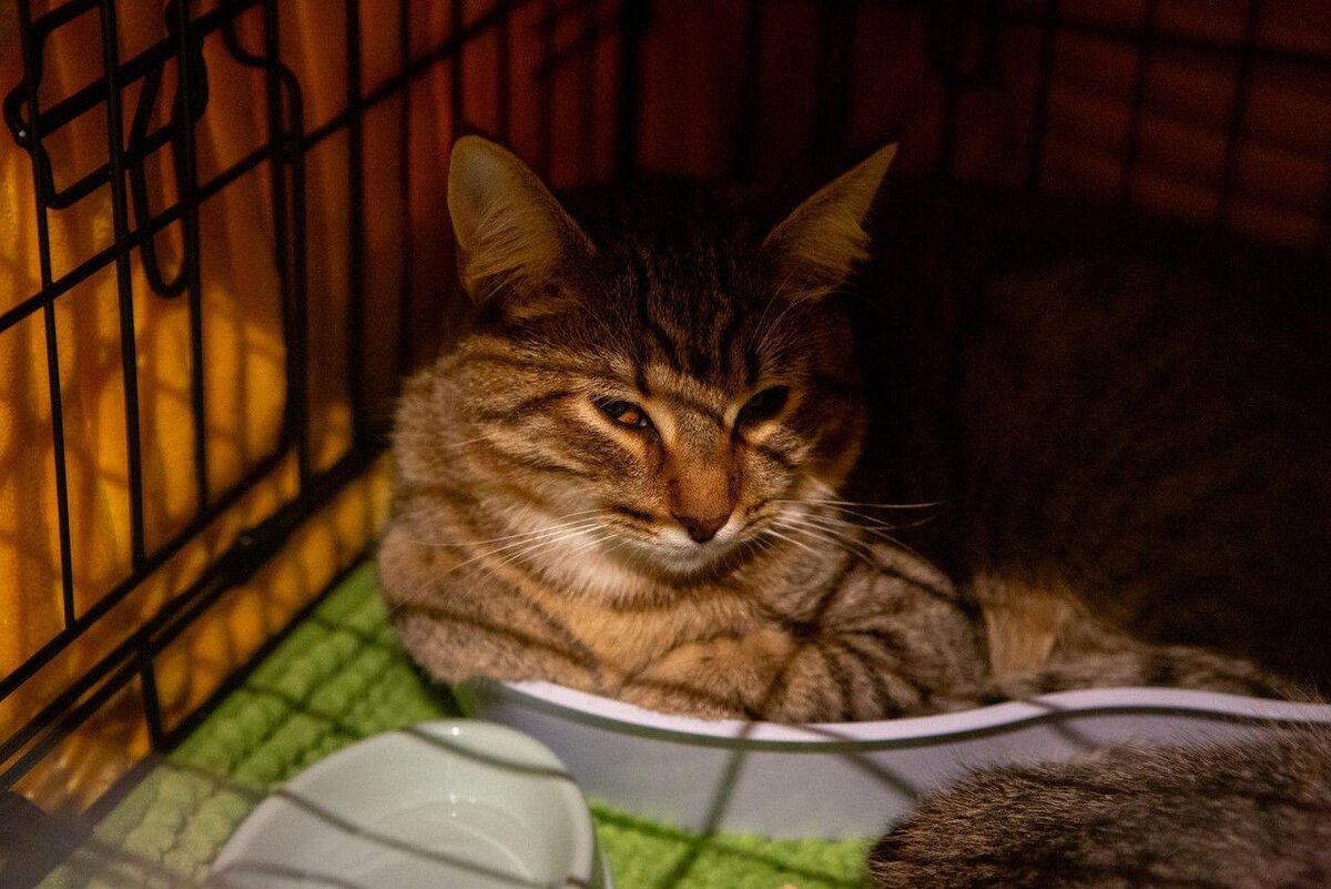 Фото: Олег Золото/«Петербургский дневник»