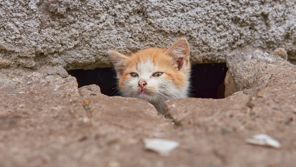    Фото © Pexels.com