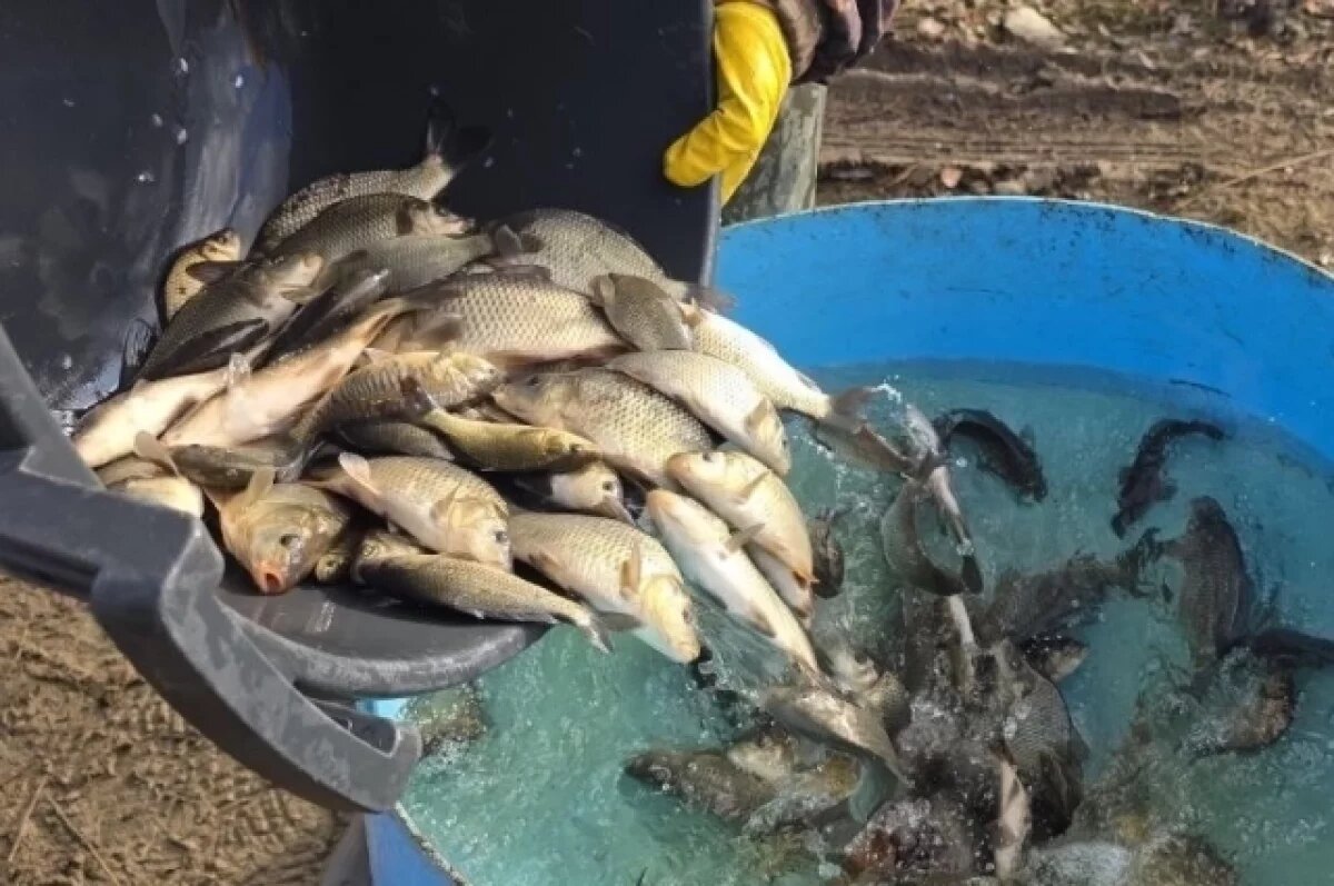    24 тысячи мальков сазана выпустили в водоемы Среднего Урала