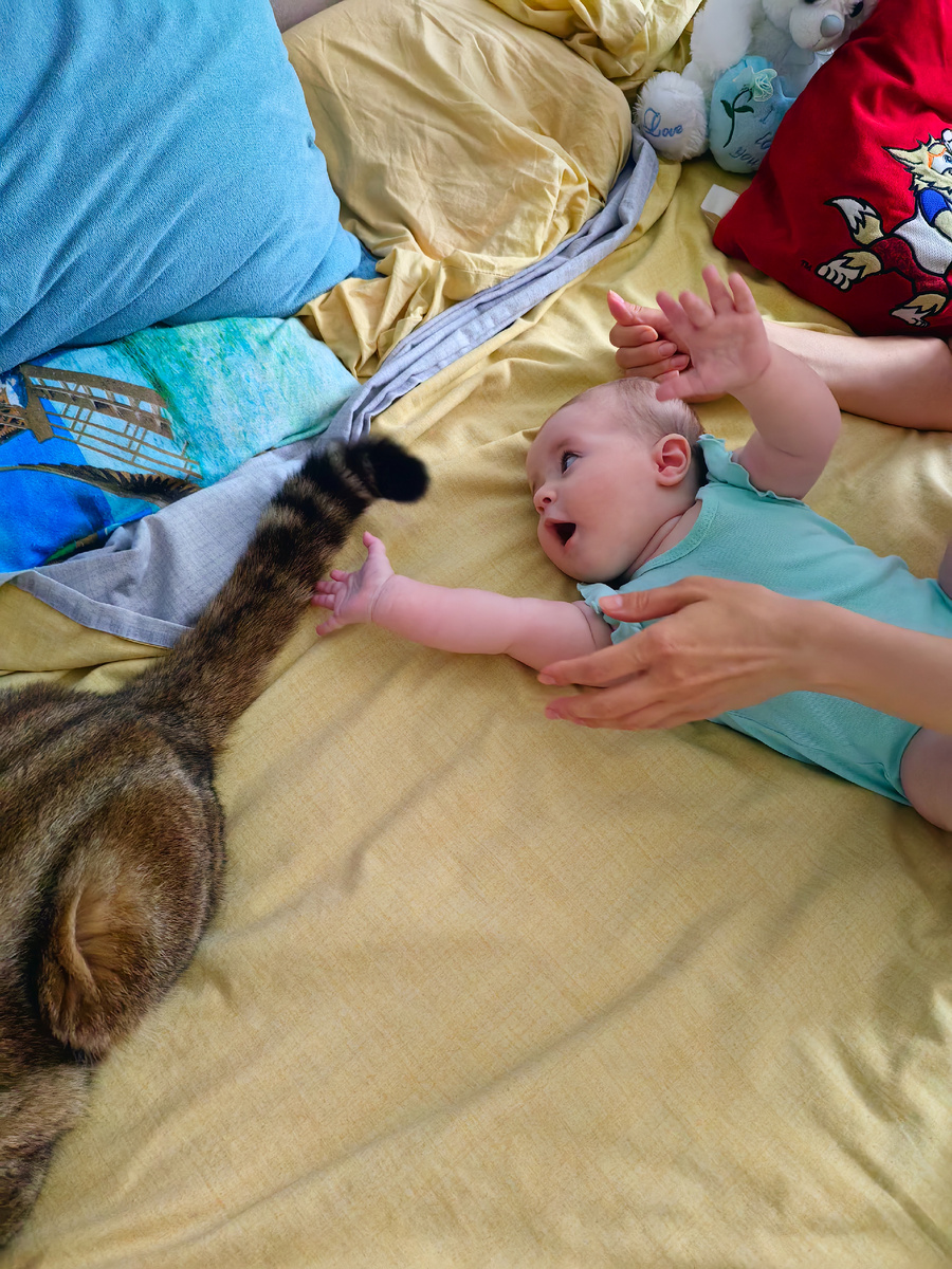 Хвост Персика Машу очень привлекает, особенно когда он им двигает резко. 