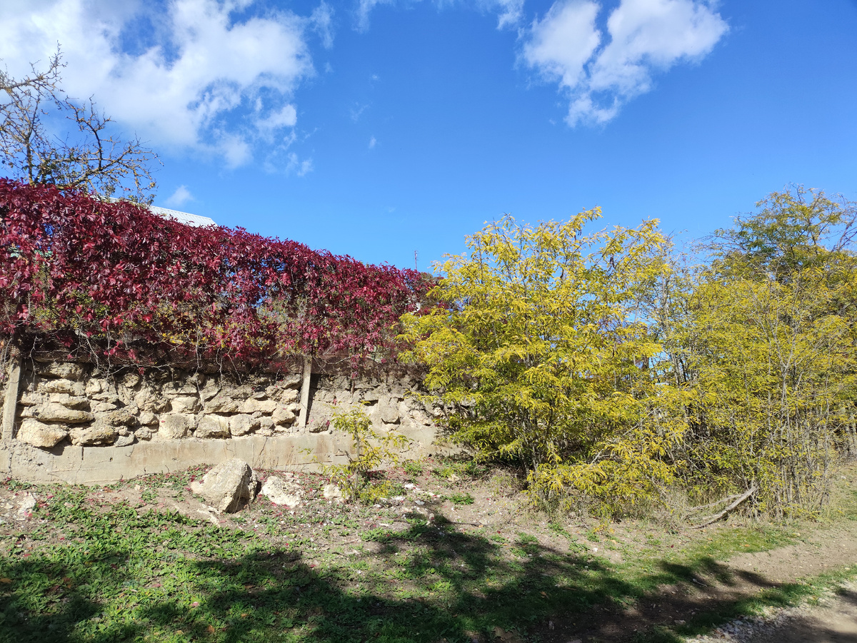 Красный девичий виноград и желтые акации