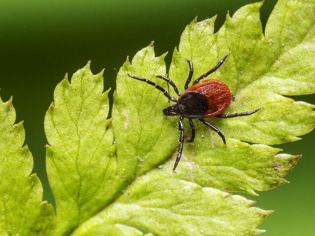    Фото: 123RF/Erik_Karits